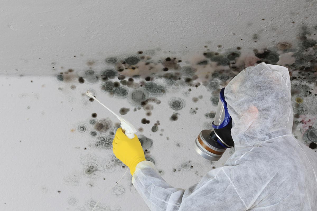 mold-removal-remediation